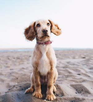 Hund der am Meer sitzt und die die Kamera schaut