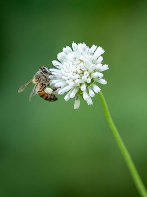 Eine Biene sammelt auf einer Blüte Nektar