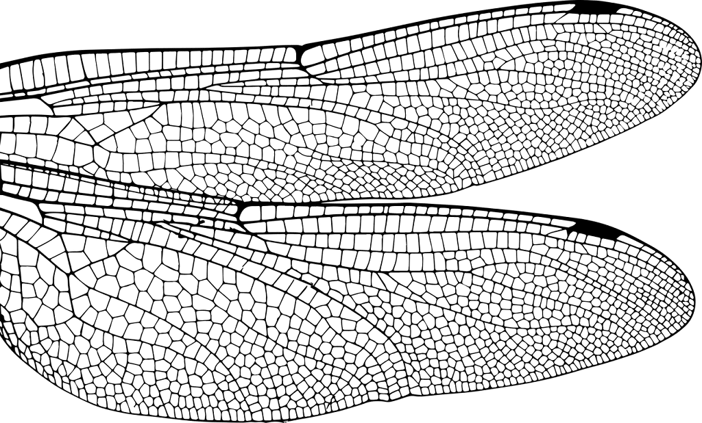 Flügel einer Libelle in Nahaufnahme